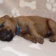 modr� kluk