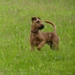 Guld 5/2012  st��� 1 rok