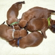 5 pejsk�
