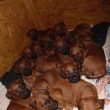 12 sourozenc