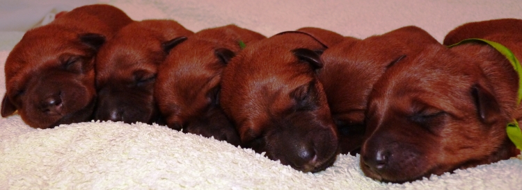 IRISH TERRIER